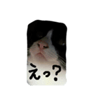ハチワレ     猫     白黒     じっと君（個別スタンプ：2）