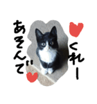 ハチワレ     猫     白黒     じっと君（個別スタンプ：3）