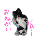 ハチワレ     猫     白黒     じっと君（個別スタンプ：4）