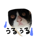 ハチワレ     猫     白黒     じっと君（個別スタンプ：6）