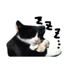 ハチワレ     猫     白黒     じっと君（個別スタンプ：9）