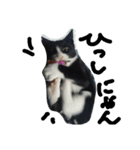 ハチワレ     猫     白黒     じっと君（個別スタンプ：13）