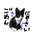 ハチワレ     猫     白黒     じっと君（個別スタンプ：14）