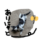 ハチワレ     猫     白黒     じっと君（個別スタンプ：15）