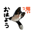 ハチワレ     猫     白黒     じっと君（個別スタンプ：17）