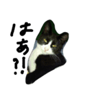 ハチワレ     猫     白黒     じっと君（個別スタンプ：22）