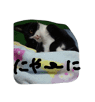 ハチワレ     猫     白黒     じっと君（個別スタンプ：23）
