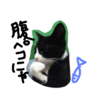 ハチワレ     猫     白黒     じっと君（個別スタンプ：24）
