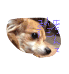 猿に似たたかひろくんのスタンプです！（個別スタンプ：19）