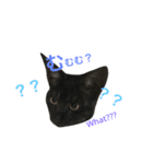 MAME what edition（個別スタンプ：2）