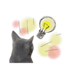 cat+dog2（個別スタンプ：2）