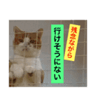 cat+dog2（個別スタンプ：4）