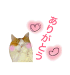 cat+dog2（個別スタンプ：5）
