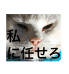 cat+dog2（個別スタンプ：6）