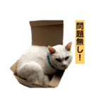 cat+dog2（個別スタンプ：7）