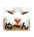 cat+dog2（個別スタンプ：8）