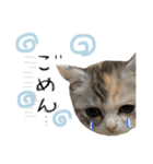 cat+dog2（個別スタンプ：9）