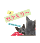 cat+dog2（個別スタンプ：10）