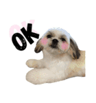 cat+dog2（個別スタンプ：13）