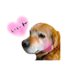 cat+dog2（個別スタンプ：14）
