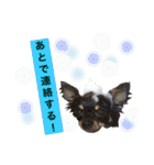 cat+dog2（個別スタンプ：19）