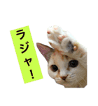 cat+dog2（個別スタンプ：21）