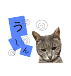 cat+dog2（個別スタンプ：22）