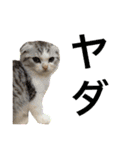 cat+dog2（個別スタンプ：24）
