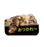 DairikiDaruma（個別スタンプ：15）