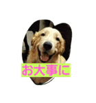 ROYAL ROAD（個別スタンプ：8）
