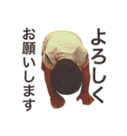 ちー坊スタンプ！（個別スタンプ：8）