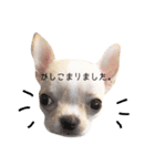 ビジネス系チワワ パティ（個別スタンプ：1）