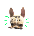 ビジネス系チワワ パティ（個別スタンプ：3）