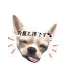 ビジネス系チワワ パティ（個別スタンプ：4）