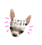 ビジネス系チワワ パティ（個別スタンプ：5）