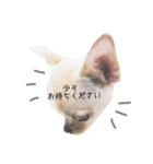 ビジネス系チワワ パティ（個別スタンプ：9）