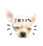 ビジネス系チワワ パティ（個別スタンプ：13）