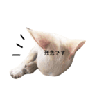 ビジネス系チワワ パティ（個別スタンプ：16）
