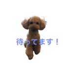 トイプードル マイケルの日常 5（個別スタンプ：22）