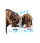 チョコラブ コンビ（個別スタンプ：6）