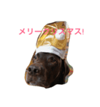 チョコラブ コンビ（個別スタンプ：10）