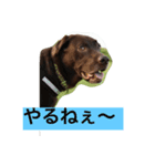 チョコラブ コンビ（個別スタンプ：11）