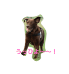 チョコラブ コンビ（個別スタンプ：12）