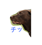 チョコラブ コンビ（個別スタンプ：13）