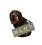チョコラブ コンビ（個別スタンプ：14）