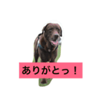 チョコラブ コンビ（個別スタンプ：15）