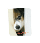Chachao's daily life（個別スタンプ：1）