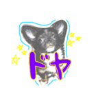 macachan（個別スタンプ：4）