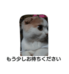 わが家のスコタン3（個別スタンプ：3）