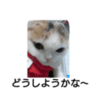 わが家のスコタン3（個別スタンプ：4）